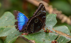 Morpho helenor macrophthalmus