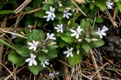 Dyschoriste burchellii