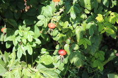 Rosa rugosa