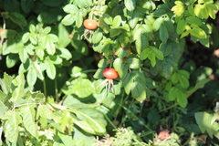 Rosa rugosa