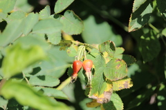 Rosa rugosa