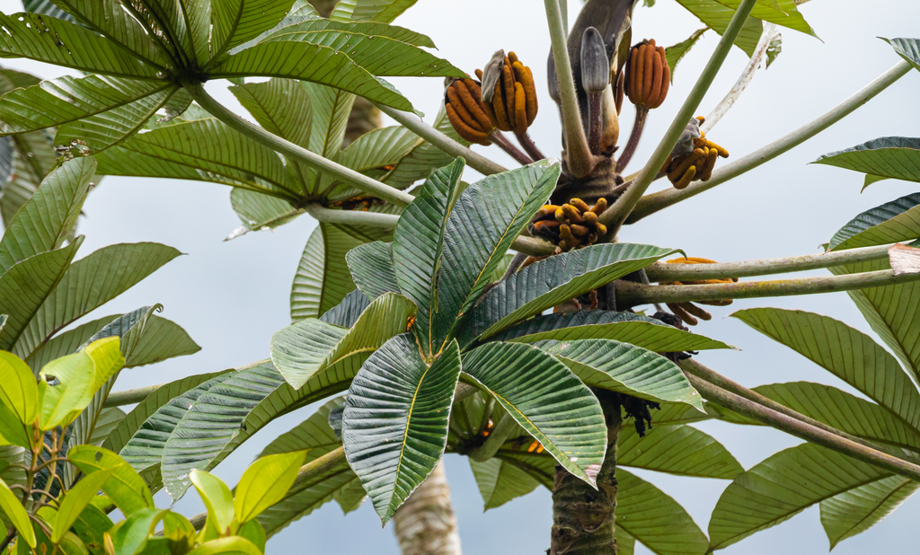 Cecropia hispidissima