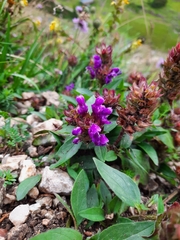 Prunella grandiflora
