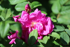 Rosa rugosa