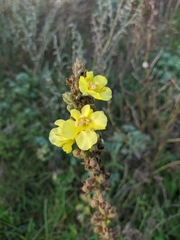Verbascum ovalifolium
