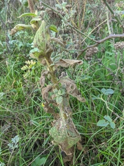 Verbascum ovalifolium