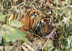 Panthera tigris tigris