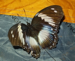 Hypolimnas salmacis salmacis