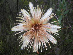 Protea aurea aurea