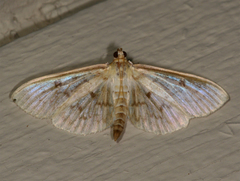 Herpetogramma fluctuosalis