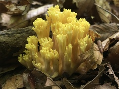 Ramaria aurea