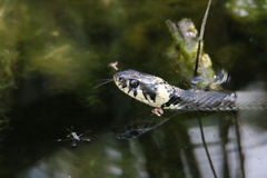 Natrix natrix