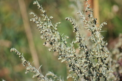 Artemisia absinthium