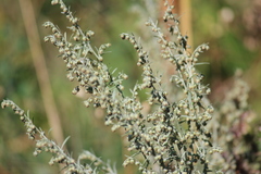 Artemisia absinthium