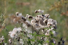 Cirsium arvense