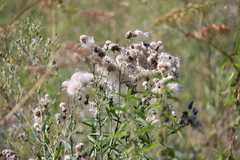 Cirsium arvense