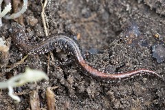 Plethodon angusticlavius