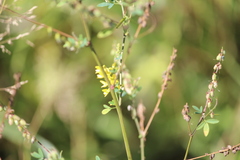 Melilotus officinalis