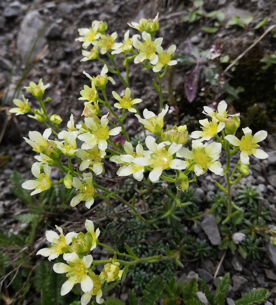 Saxifraga × patens