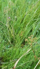 Equisetum fluviatile