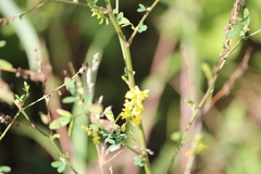Melilotus officinalis