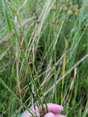 Equisetum fluviatile