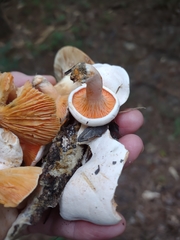 Lactarius salmoneus