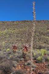 Aloe comosa