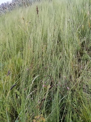 Equisetum fluviatile