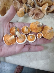 Lactarius salmoneus
