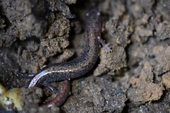 Plethodon angusticlavius