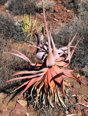Aloe comosa