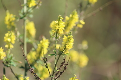 Melilotus officinalis