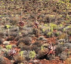 Aloe comosa