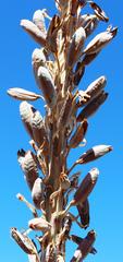 Aloe comosa