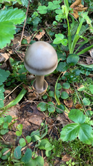 Amanita umbrinolutea