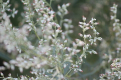 Artemisia vulgaris