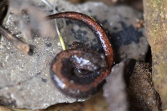 Plethodon angusticlavius