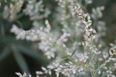 Artemisia vulgaris