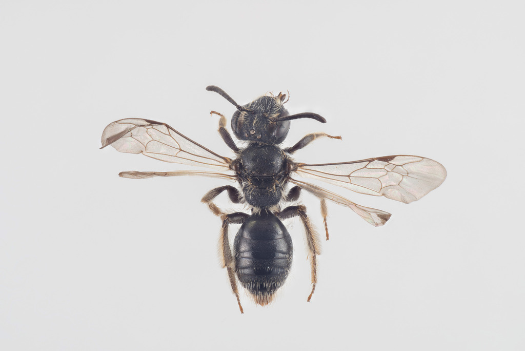 Shiny-margined Miniature Mining Bee