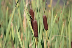 Typha latifolia