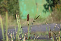 Typha latifolia