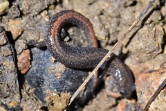 Plethodon angusticlavius
