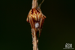 Eustala emertoni