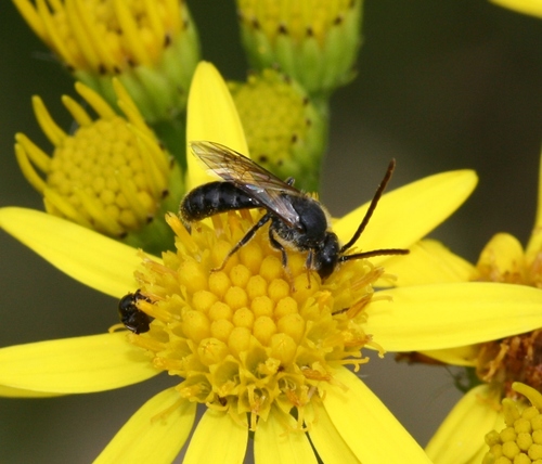 Smooth-faced Furrow Bee