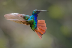 Campylopterus falcatus