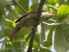Cranioleuca subcristata