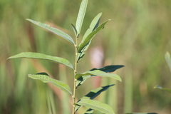 Salix