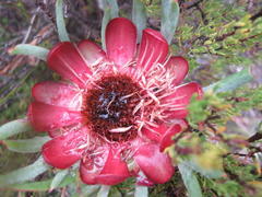 Protea canaliculata