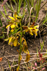 Eulophia parviflora
